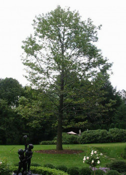 4 Stenger - Villanova Large Tree Install 4